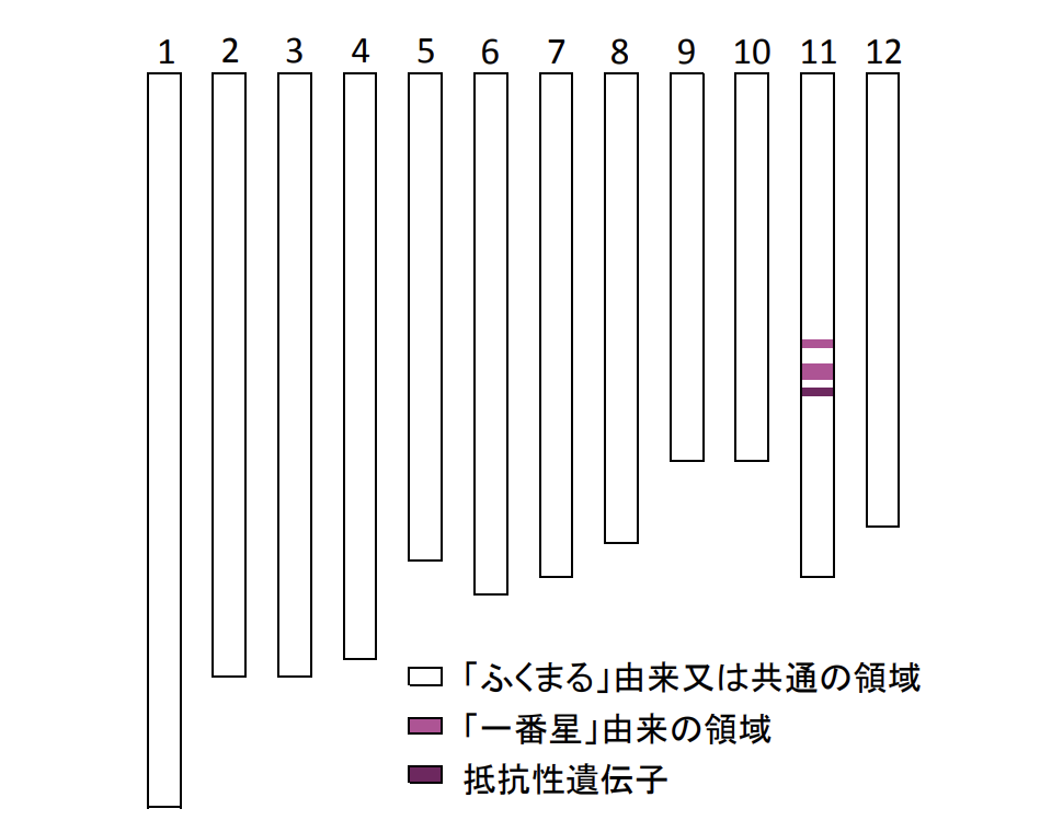 茨城県の新しい高温耐性米「ふくまるSL」
