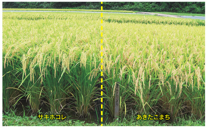 サキホコレとあきたこまちの成熟期の草姿