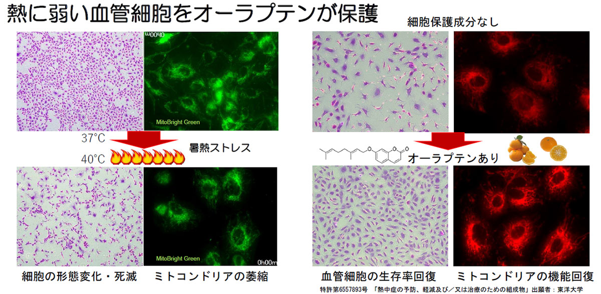 オーラプテンの添加効果；暑熱培養下（40℃-2日間）における血管内皮細胞の変化
