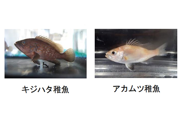 富山県における栽培漁業の推進のページへ移動