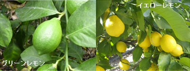 広島県で生産されているレモン。