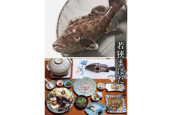 新しいブランド養殖魚「若狭まはた」