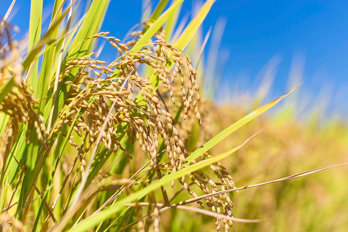 富山県適応策(Vol.26)