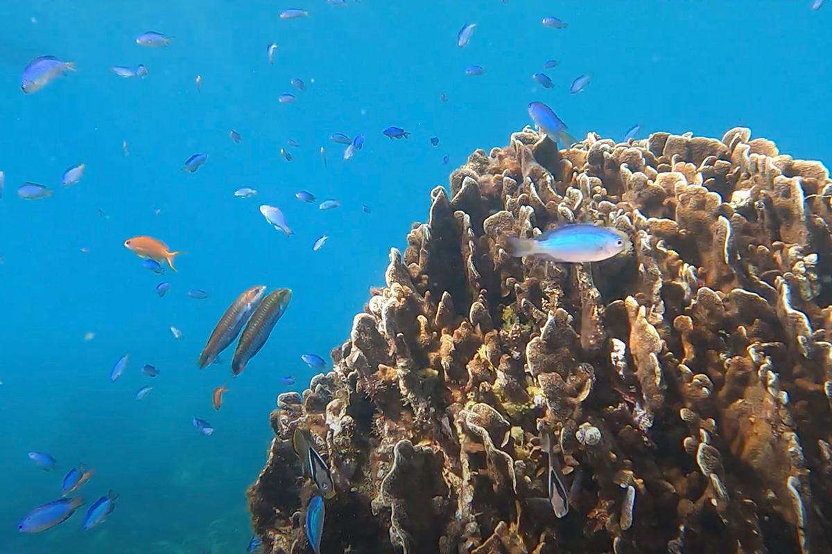 高知県適応策(Vol.27)