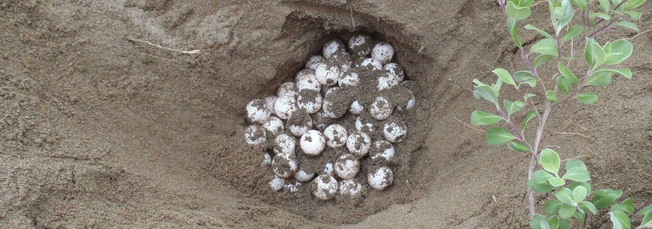 徳島県Adaptation measures(Vol.8)