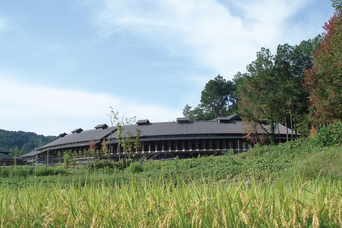 稲と総合地球環境学研究所の写真