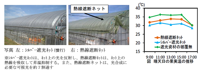 左：シルバー遮光ネット（慣行）、中：熱線遮断ネット、右：晴天日の果実温の推移