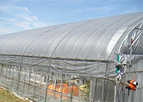 ：ｼﾙﾊﾞｰ遮光ﾈｯﾄ（慣行）