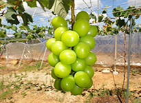 着色不良の心配がない黄緑色系品種「シャインマスカット」の導入