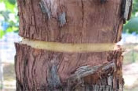 幹の皮部を環状に剥ぎ取った様子