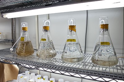 ワカメの高水温耐性品種開発の様子