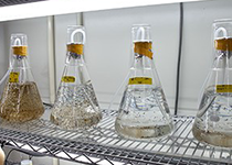 高水温耐性品種ワカメの開発