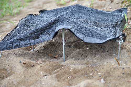 巣穴の表面を遮光ネットで覆って人工的な日陰を作った様子