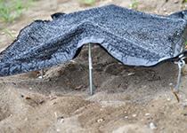 高温対策でウミガメ孵化の保護