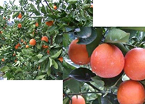 高温にも強いブラッドオレンジ「タロッコ」の導入