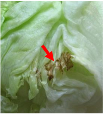 チップバーン（葉の縁の褐変）の様子