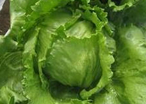 レタスの開発のページへ移動