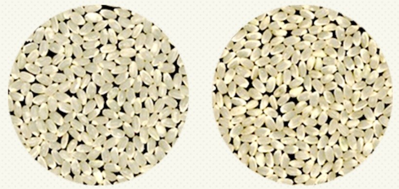 白未熟粒の様子