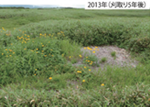 大雪山国立公園における高山植生の保全調査のページへ移動