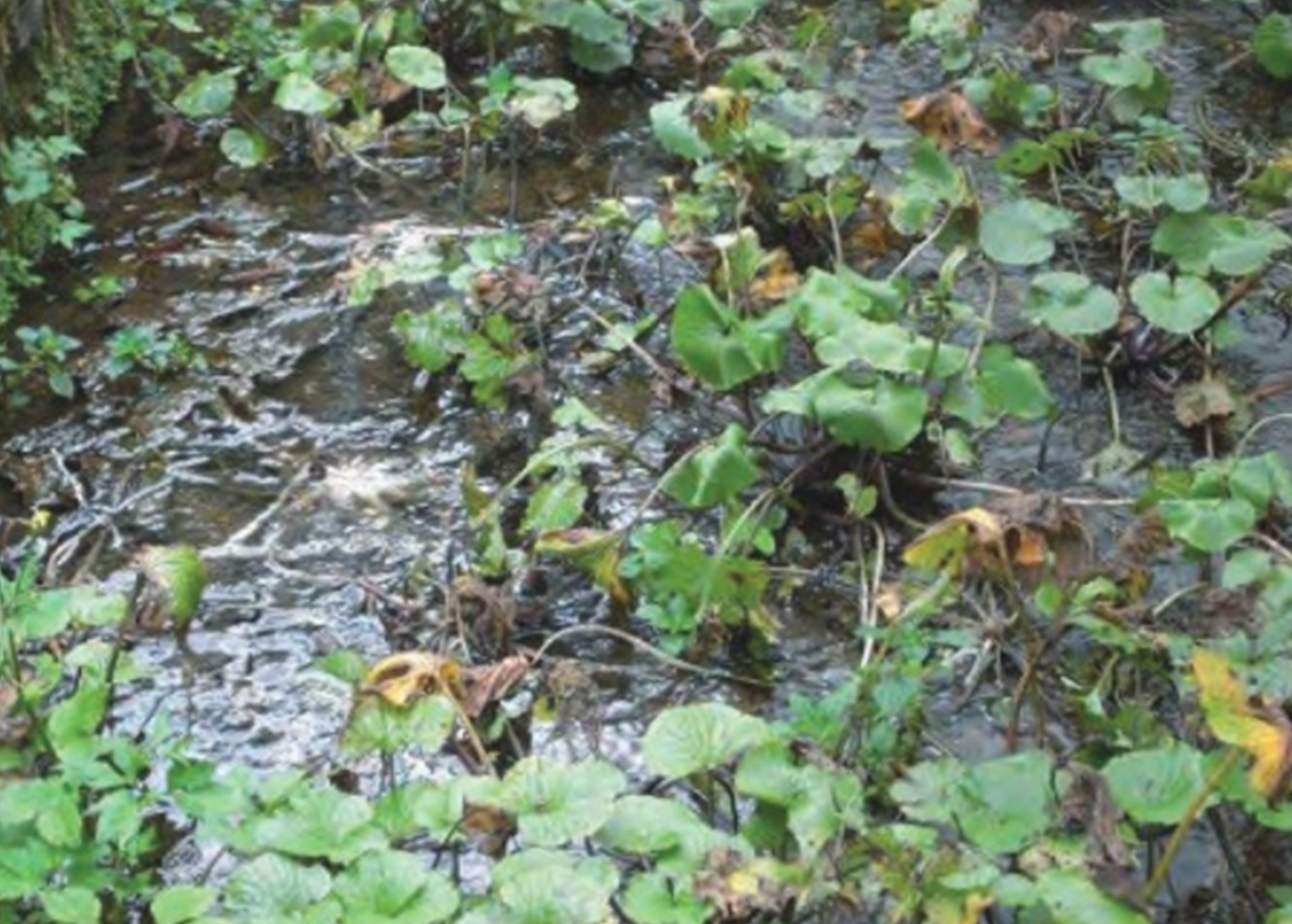 わさびの品種育成のページへ移動
