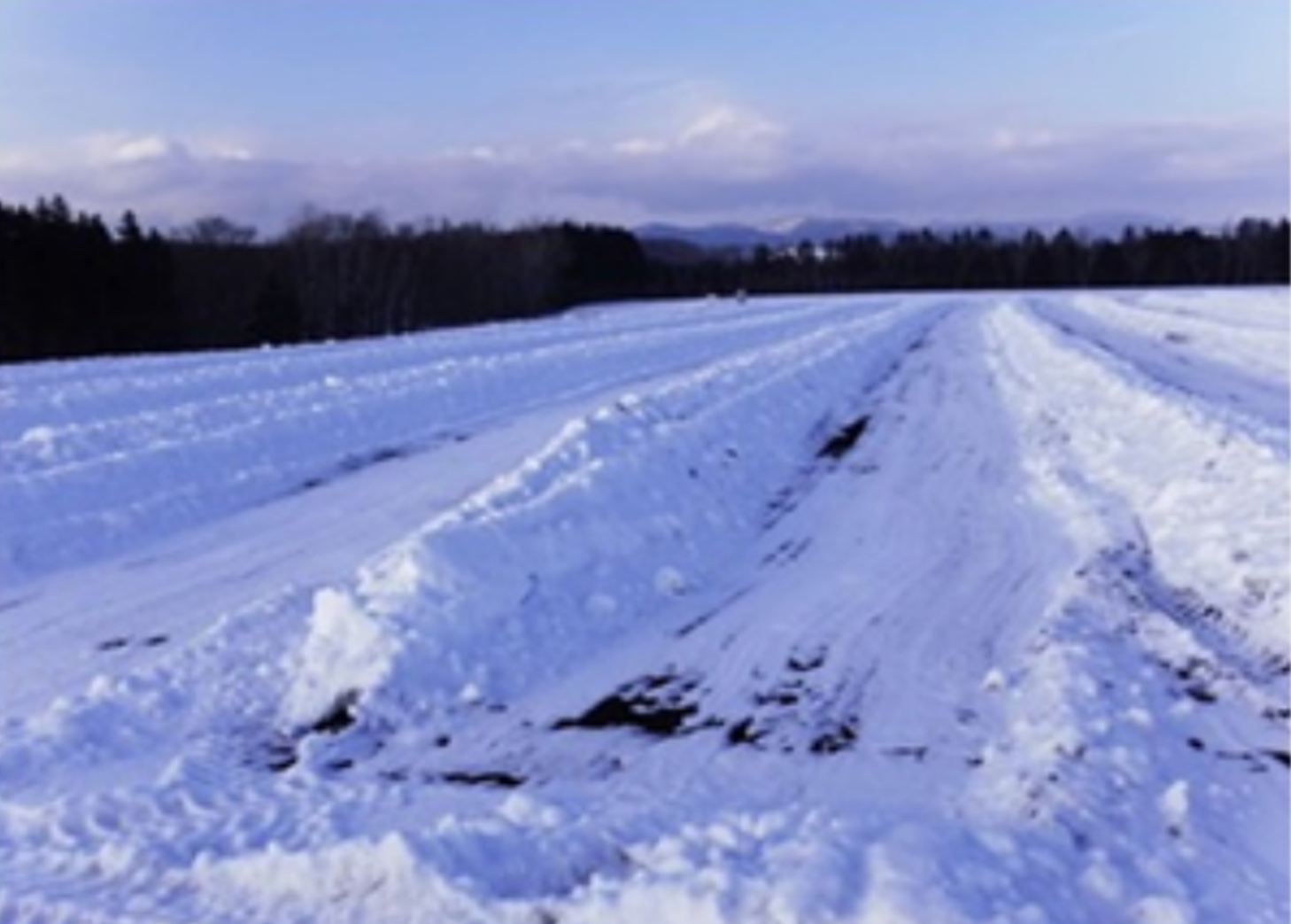 雪割りによる野良イモ防除のページへ移動