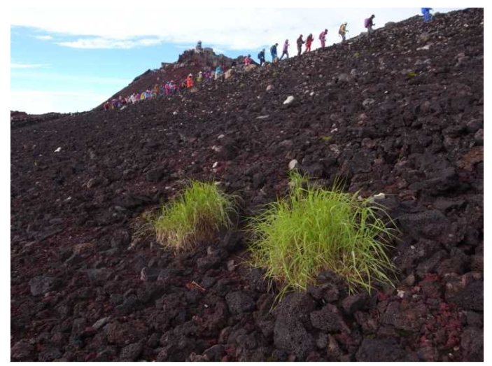 イワノガリヤスの写真