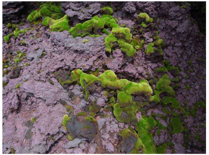 ヤノウエアカゴケの写真