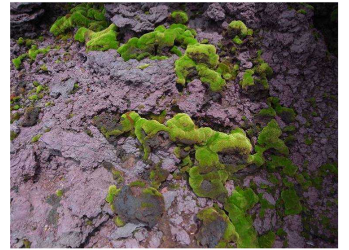 高山生態系のモニタリング調査のページへ移動