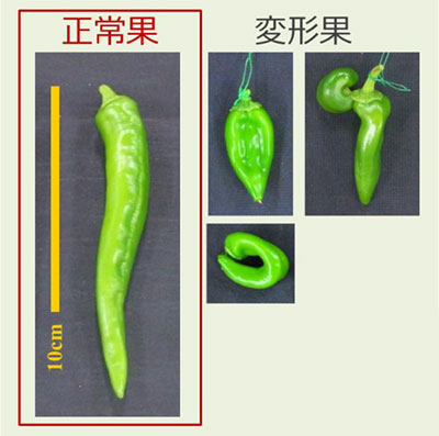 図１　万願寺とうがらしの正常果と変形果のイメージ図
