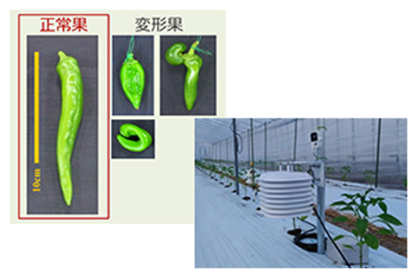 ブランド野菜万願寺とうがらしを高温から守るICTの導入のページへ移動