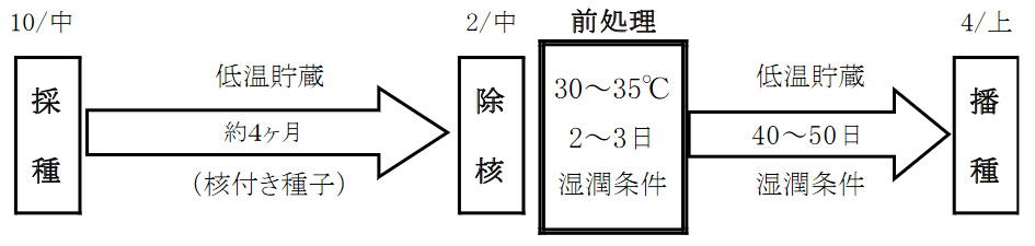 発芽率向上のための採種から播種までの工程の図