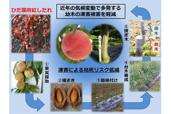 モモ幼木の凍害被害を軽減できる台木品種の開発