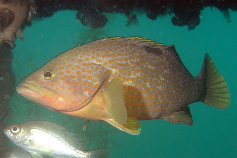 キジハタの写真