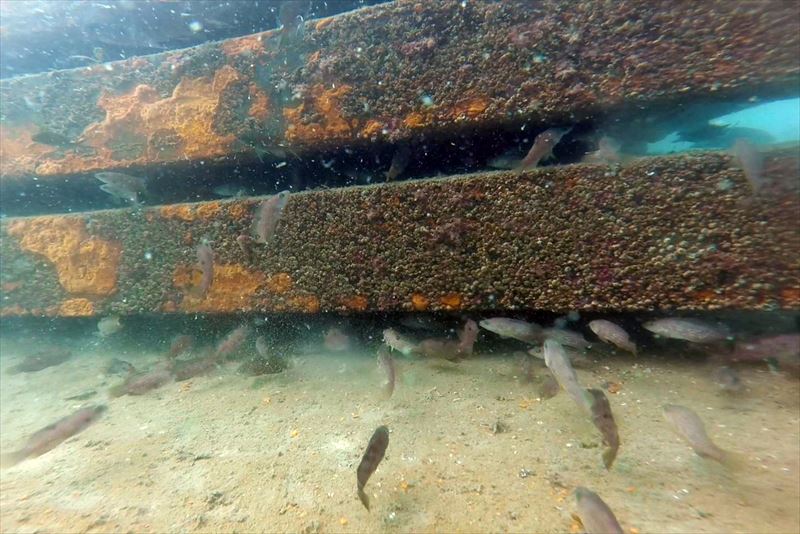 放流直後の稚魚の写真