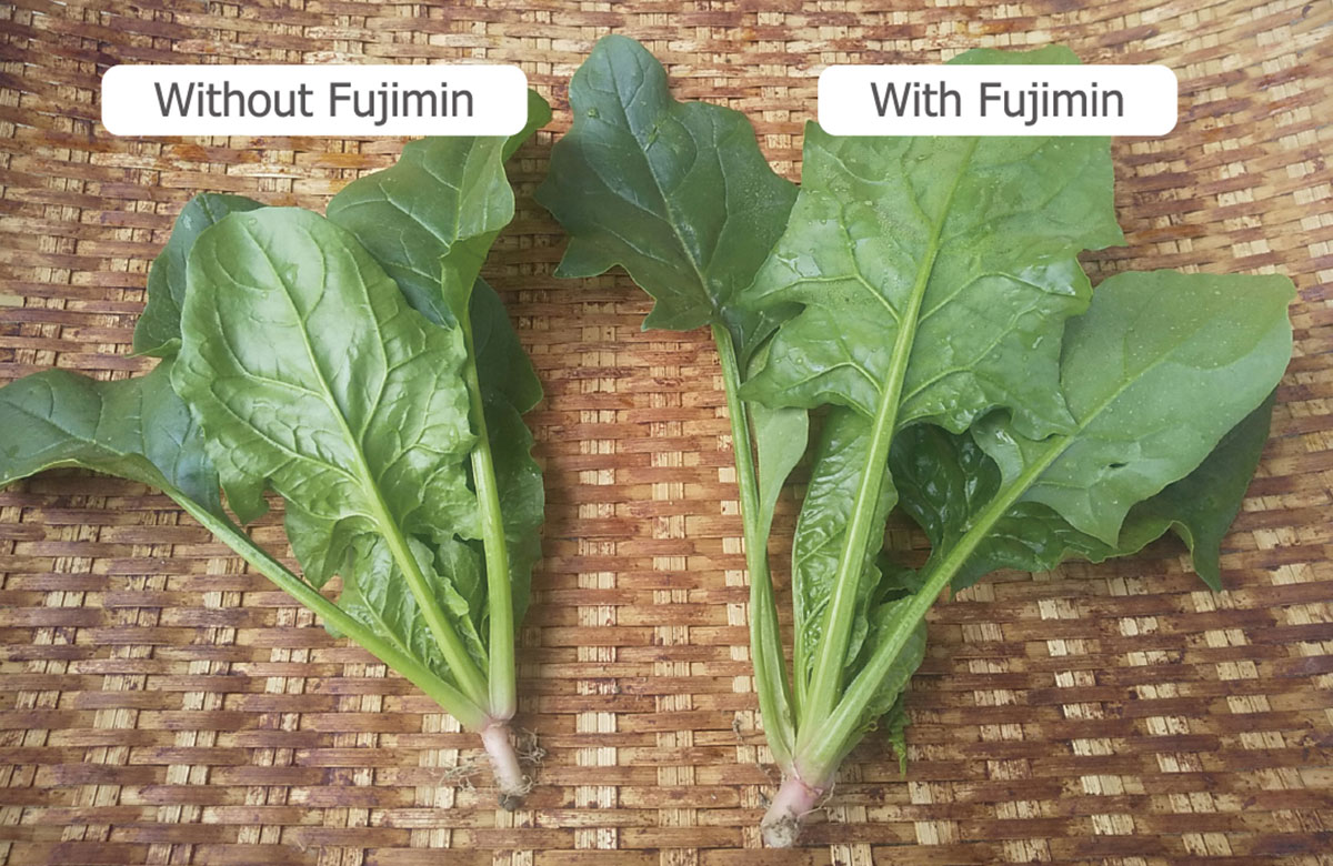 ほうれん草の生育比較