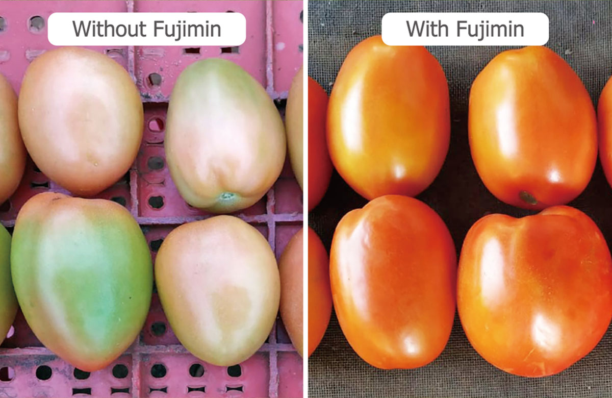 パラグアイにおけるトマトの色味の比較