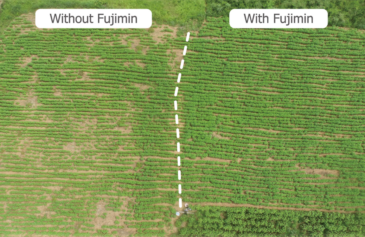 パラグアイにおけるゴマ農園の生育比較