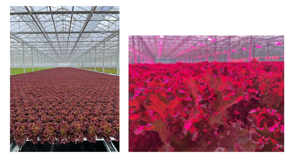 MISATO GREEN BASE (left) and LED lighting (right)