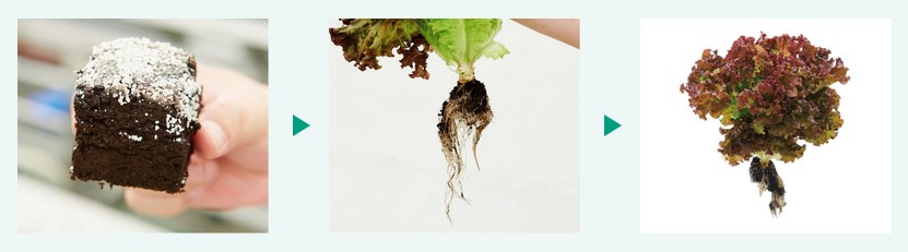 “BUTAI Hybrid Soil Cultivation”