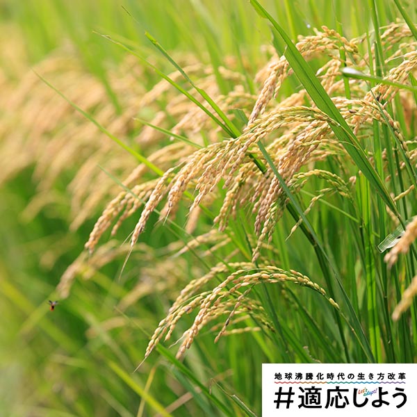 米編メインビジュアル