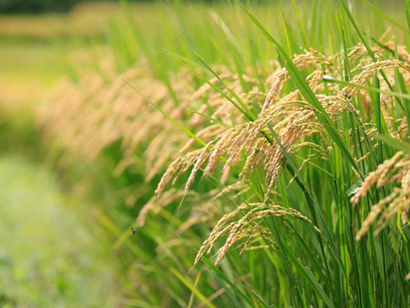 インタビュー4米イメージ