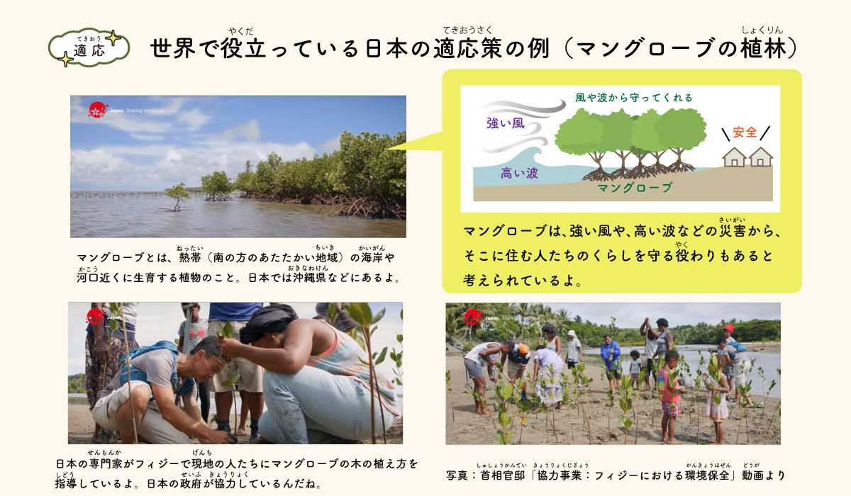 世界で役立っている日本の適応策の例（マングローブの植林）