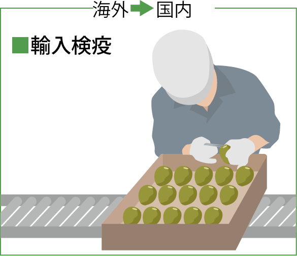 輸入検疫