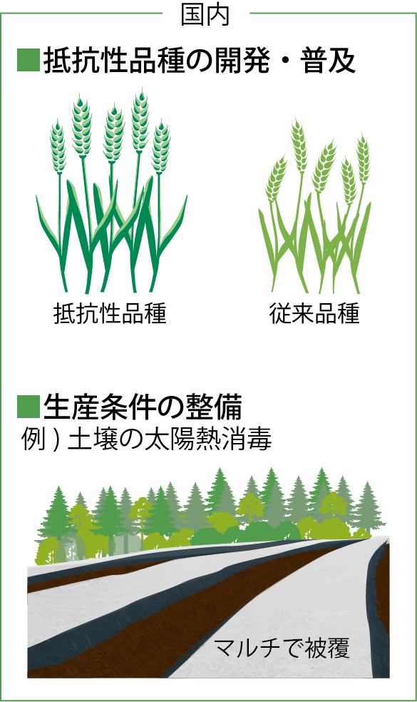 抵抗性品種の開発・普及/生産条件の整備