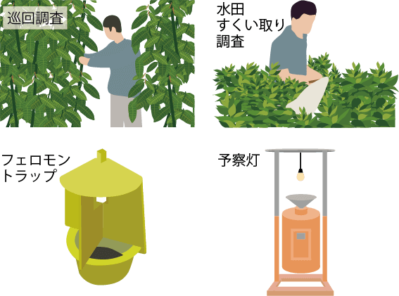 巡回調査/水田すくい取り調査/フェロモントラップ/予察灯