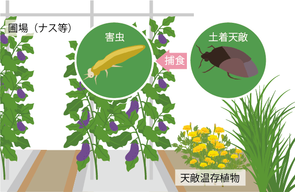 土着天敵等の活用