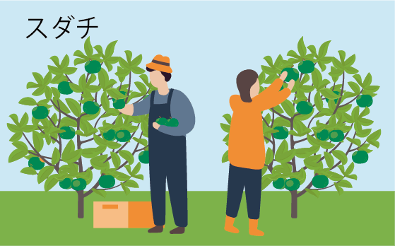 スダチ