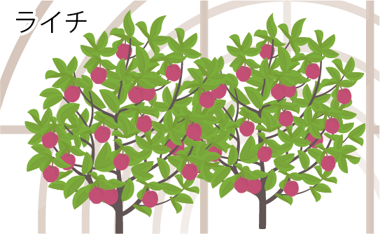 ライチ