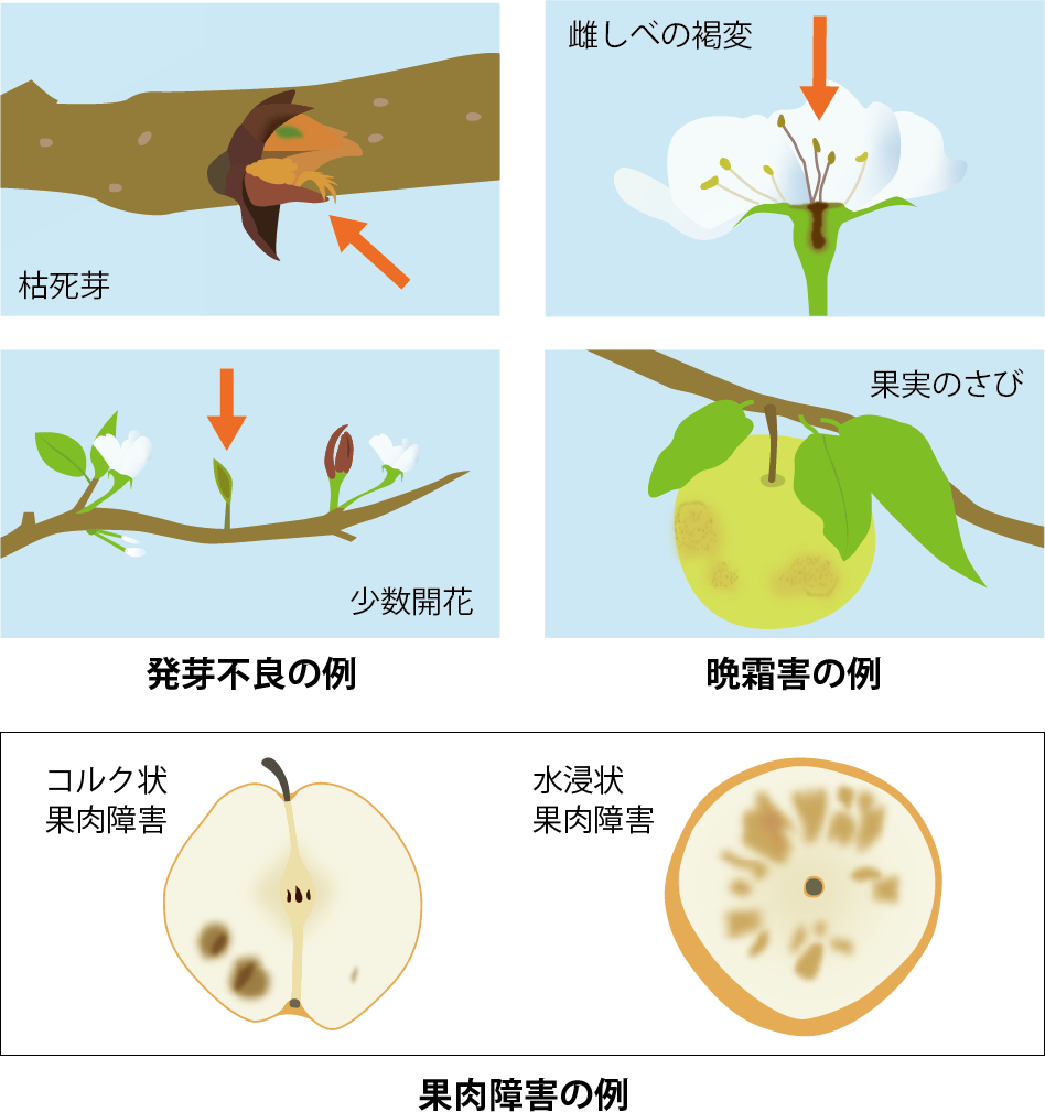 発芽不良の例／晩霜害の例／果肉障害の例