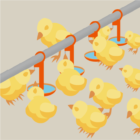 ニップルドリンカーによる冷水給与（肉用鶏）